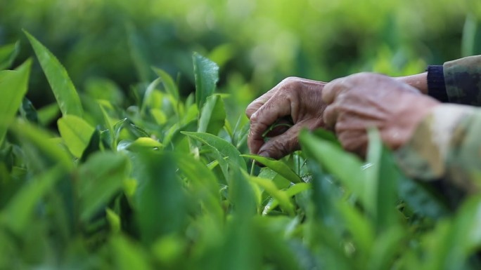 茶农采摘茶叶特写