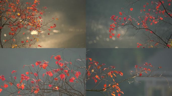 4K 秋天阳光透过红色的树叶
