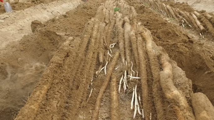 养生食材九斤黄山药丰收