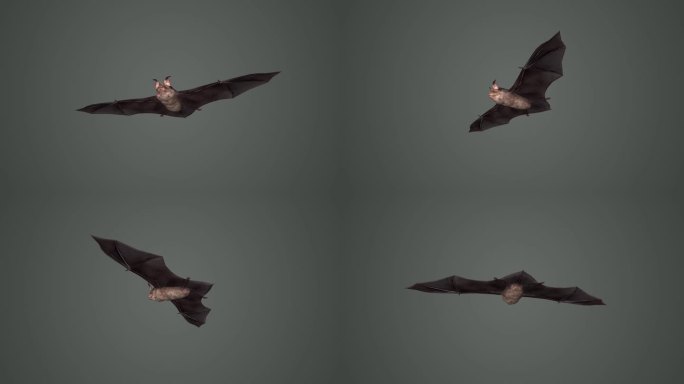 3D蝙蝠动画 小菊头蝠 吸血蝙蝠 黑夜