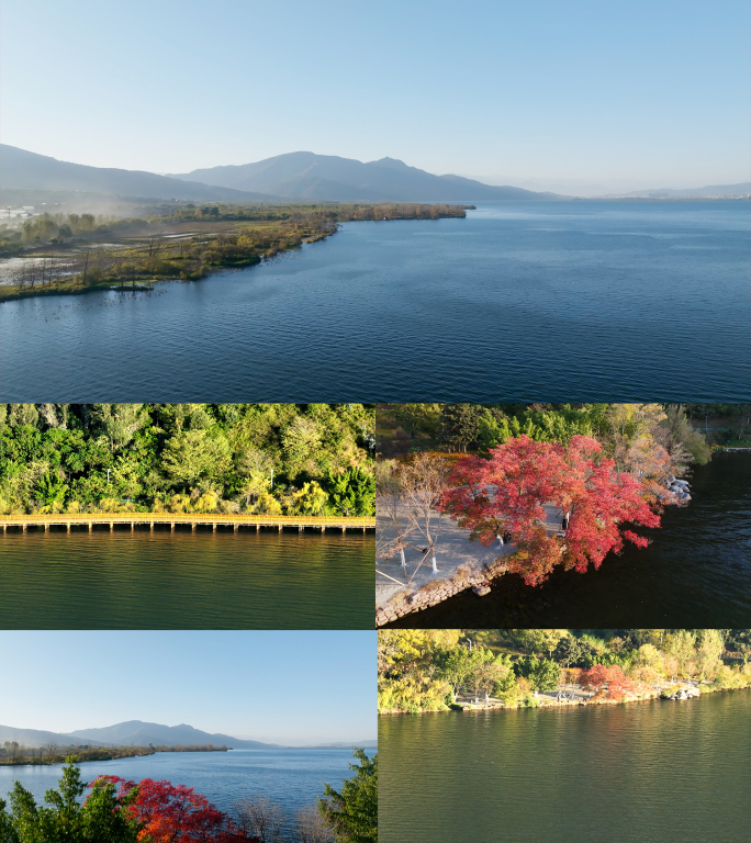 西昌邛海湿地公园航拍乌桕4K