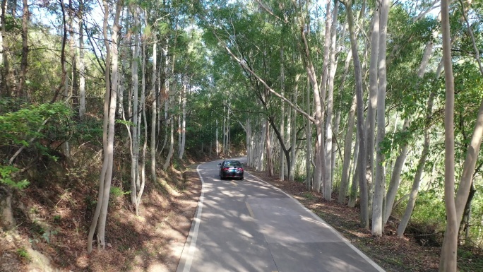 树林公路林荫大道森林阳光道路汽车行驶视角