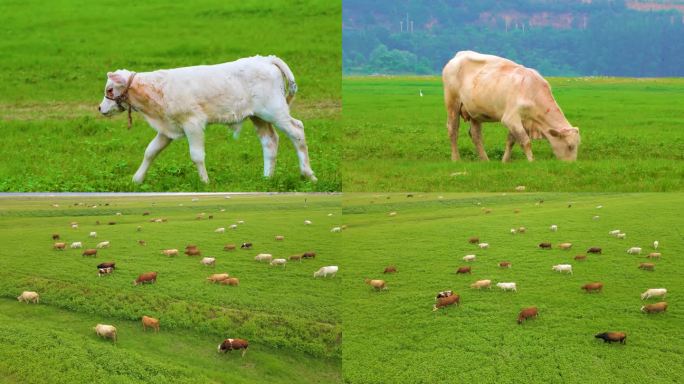 牧场草原上散养的牛群特写c