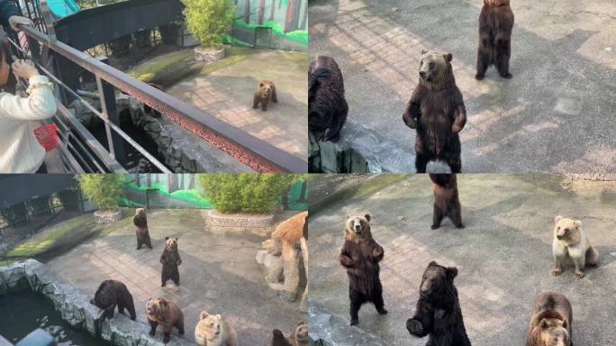动物园投喂棕熊
