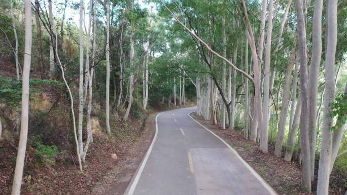 树林公路林荫大道森林阳光道路汽车行驶视角