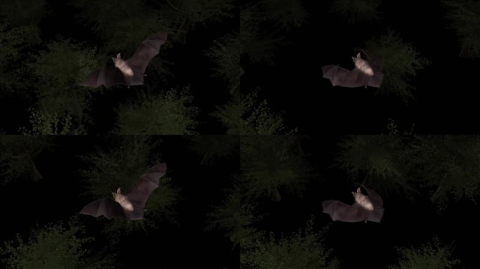 蝙蝠 小菊头蝠 超声波定位 蝙蝠研究动画