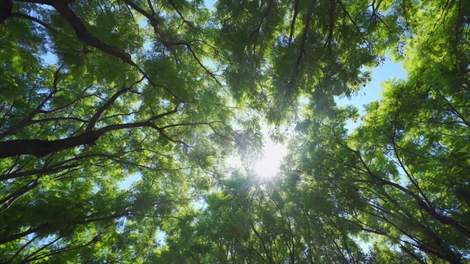 阳光照耀树林 MV背景人生绚丽的春天阳光