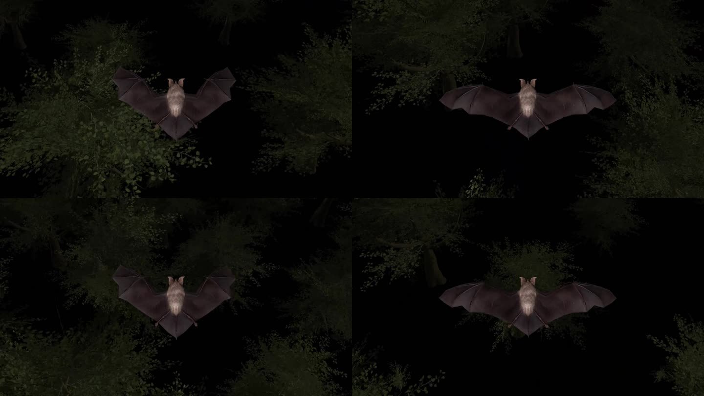 黑夜 夜行动物 蝙蝠 小菊头蝠 3D动画
