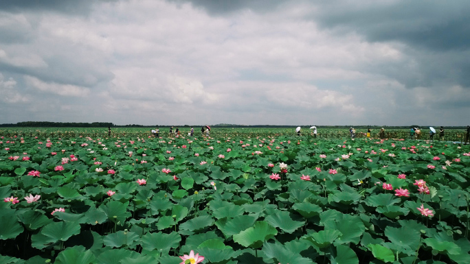 荷花湖