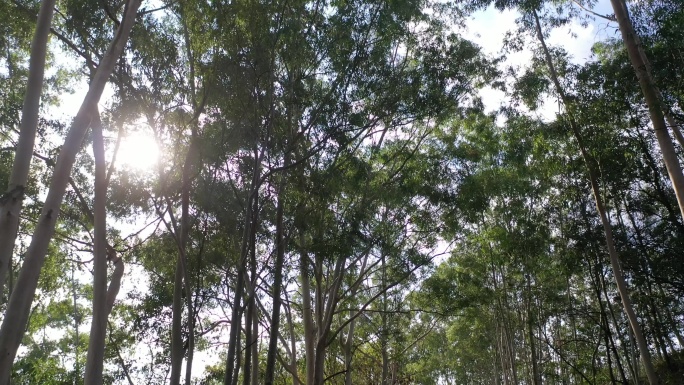 树林行走仰拍树林阳光移动树林森林