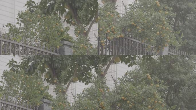 别墅出墙的果树+未调色