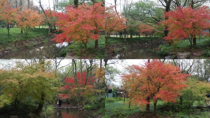 杭州秋景九溪烟树红叶