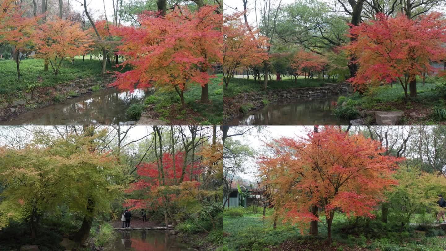 杭州秋景九溪烟树红叶