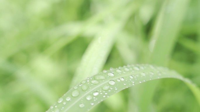 雨后草叶上的水珠