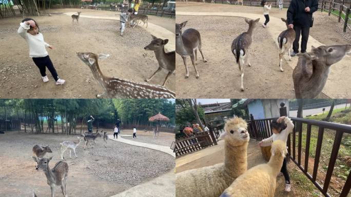 野生动物园投喂梅花鹿羊驼