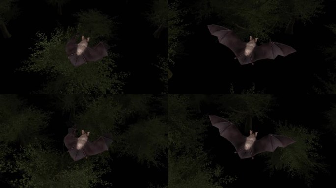 3D蝙蝠动画 小菊头蝠 吸血蝙蝠 黑夜