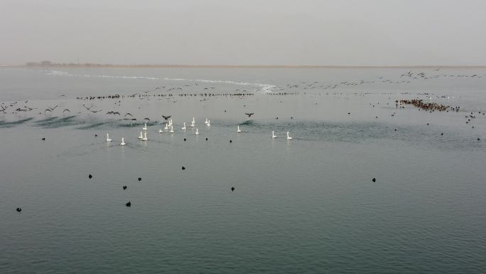 新疆永安湖天鹅