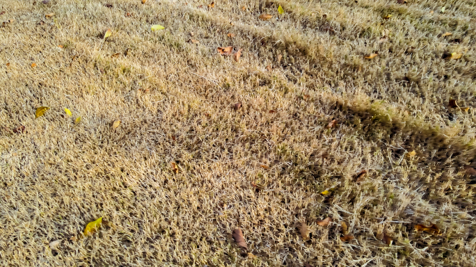 秋天枯萎草地上的落叶