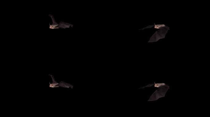 蝙蝠 小菊头蝠 超声波定位 蝙蝠研究动画