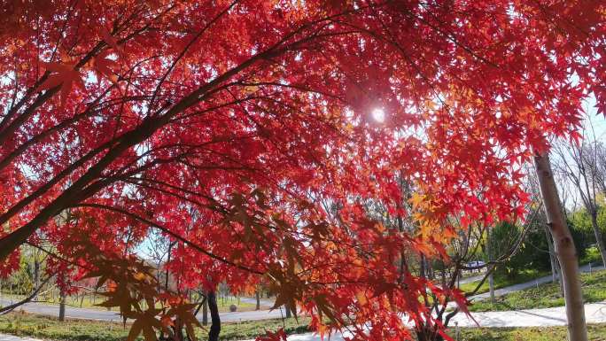 大美秋色红枫树