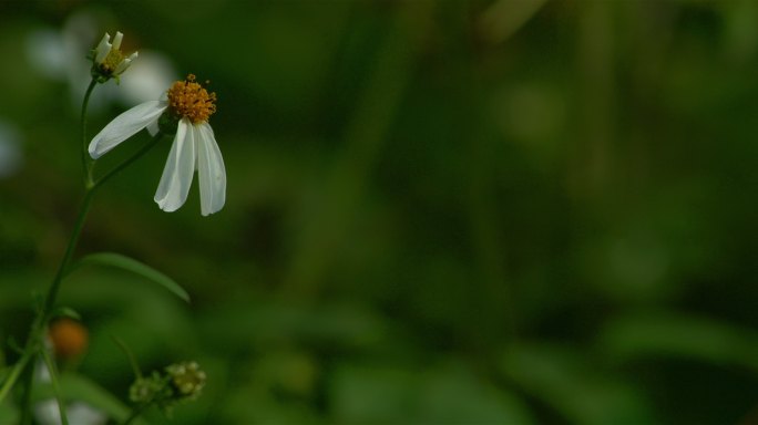 4K花蝴蝶素材