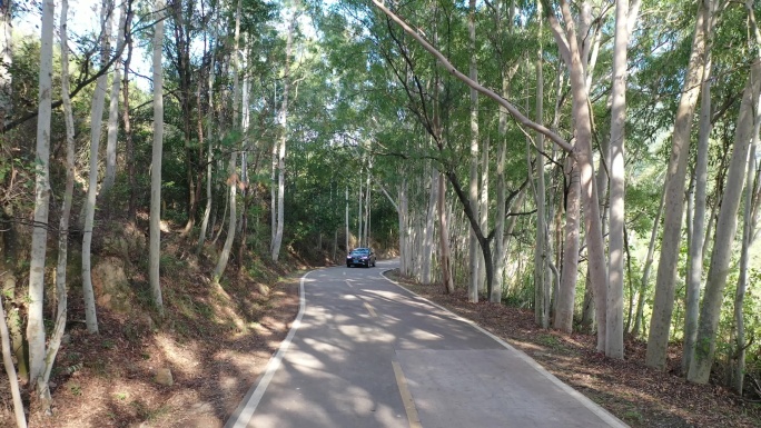 树林公路林荫大道森林阳光道路汽车行驶视角