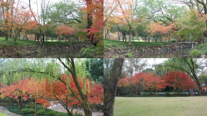 杭州秋景九溪红叶小溪