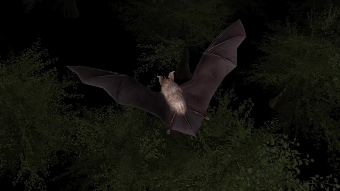 蝙蝠 小菊头蝠 物种进化 3D野生动物
