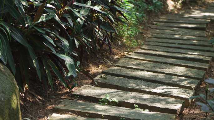 林荫小道登山道