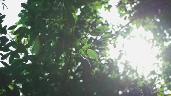 阳光透过树叶唯美