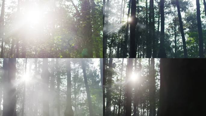 4K阳光清晨树林逆光