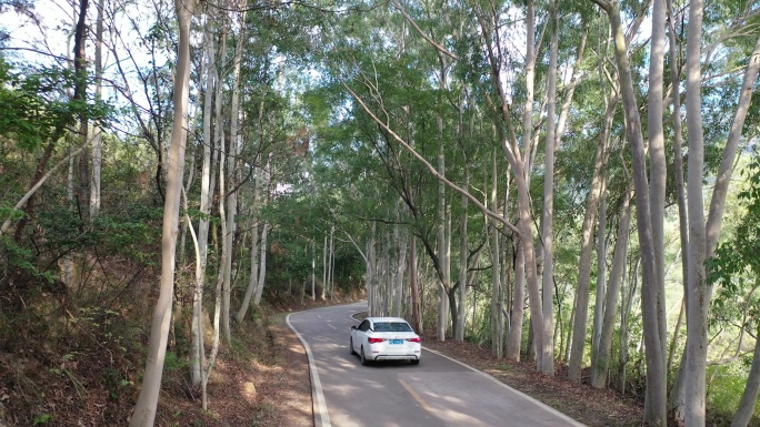 树林公路林荫大道森林阳光道路汽车行驶视角