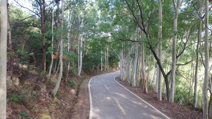 树林公路林荫大道森林阳光道路汽车行驶视角