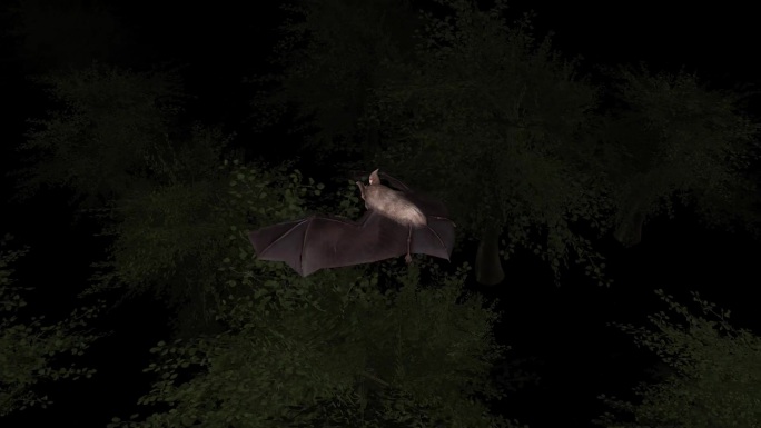 黑夜 夜行动物 蝙蝠 小菊头蝠 3D动画