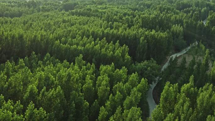 森林树林绿色空气氧吧