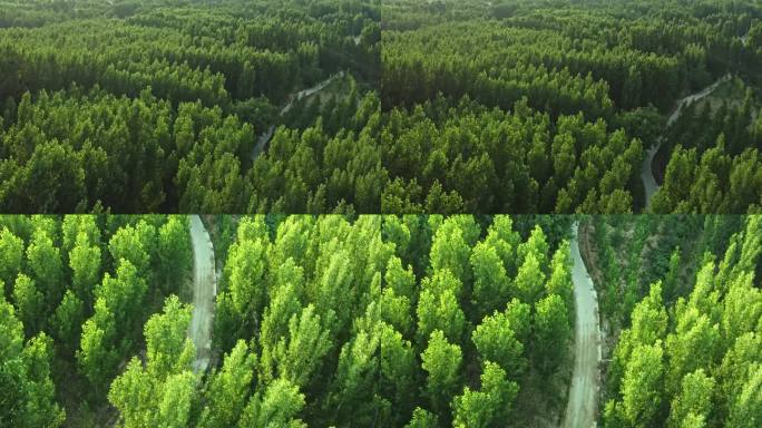 森林树林绿色空气氧吧