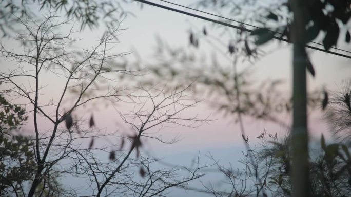 【原创】竹叶飘飘随风摇曳