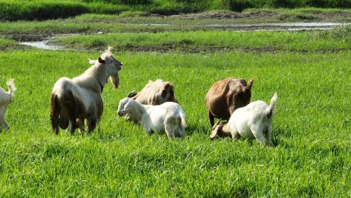 自然湿地羊群吃草航拍