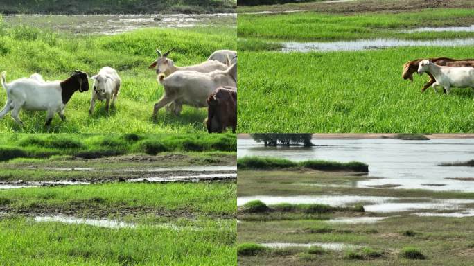 自然湿地羊群吃草航拍