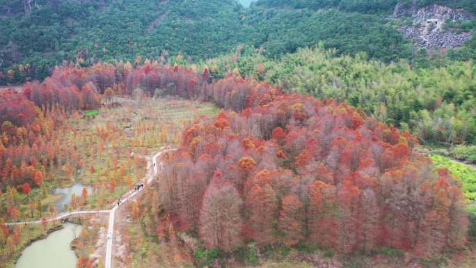 小芝红树林