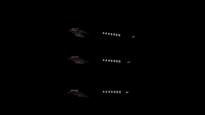 蝙蝠 小菊头蝠 物种进化 3D野生动物