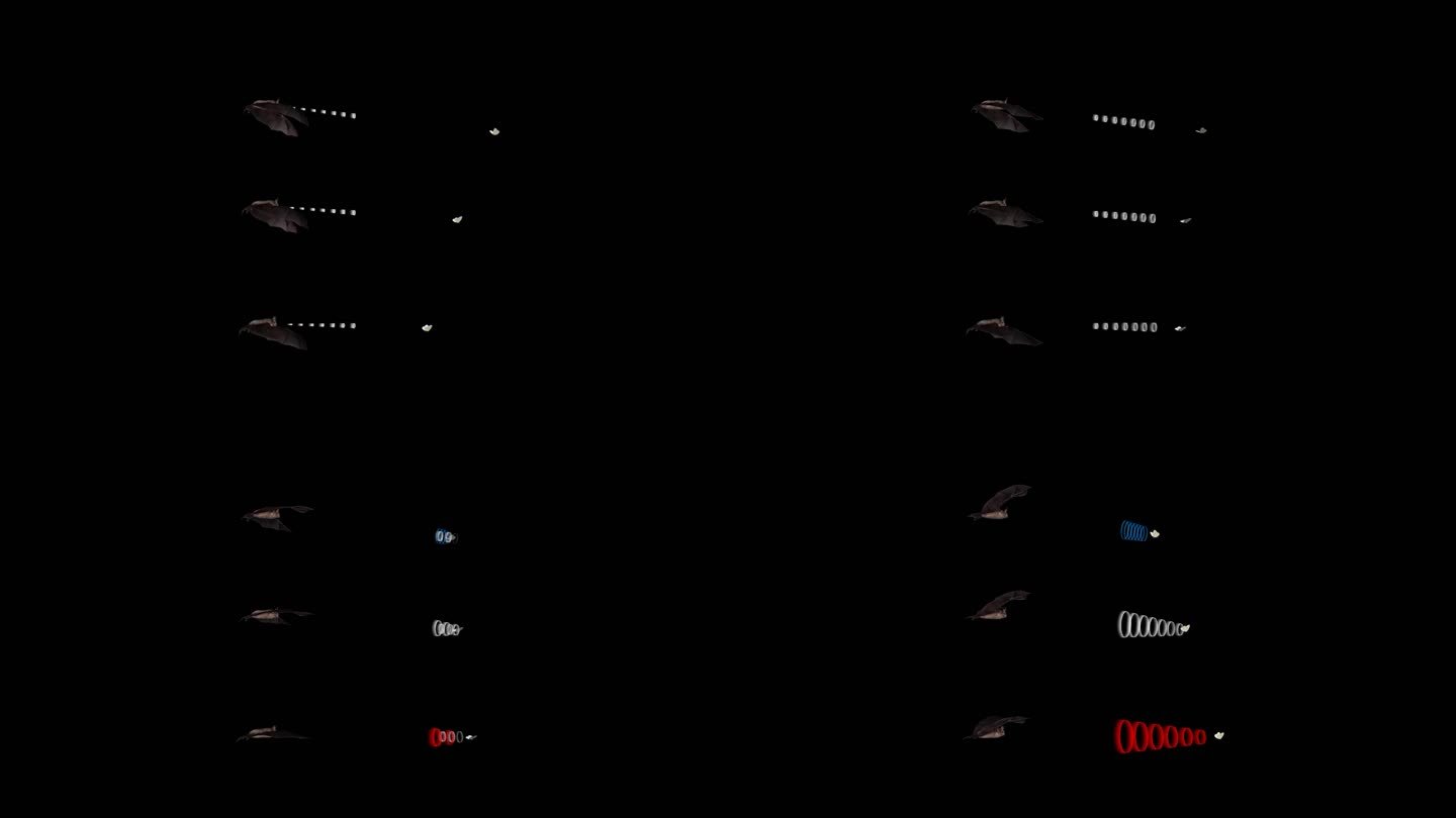 蝙蝠 小菊头蝠 物种进化 3D野生动物