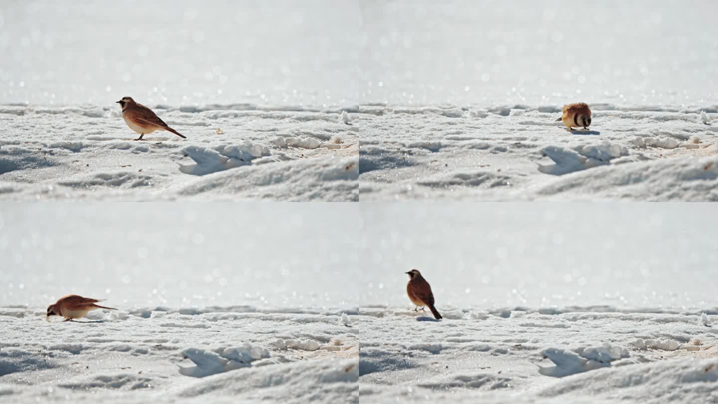 冬季在雪地里觅食的麻雀小鸟