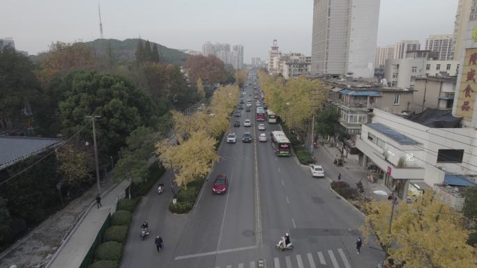 航拍赭山秋叶街景