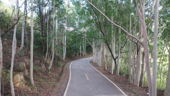 树林公路林荫大道森林阳光道路汽车行驶视角