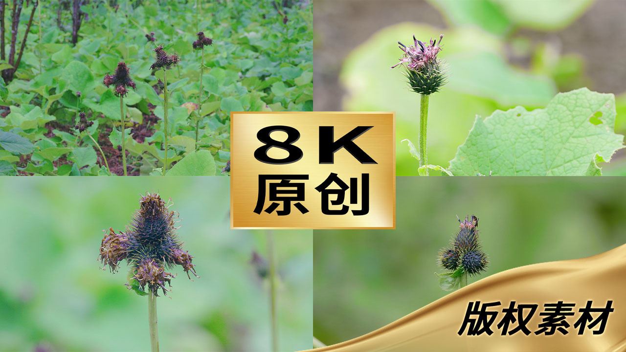 木香种植中药材本草纲目