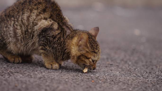 流浪猫吃骨头+已调色