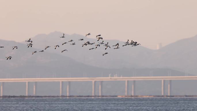 反嘴鹬群、鸟群在天空飞翔