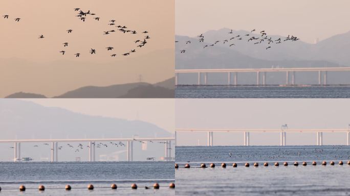 反嘴鹬群、鸟群在天空飞翔