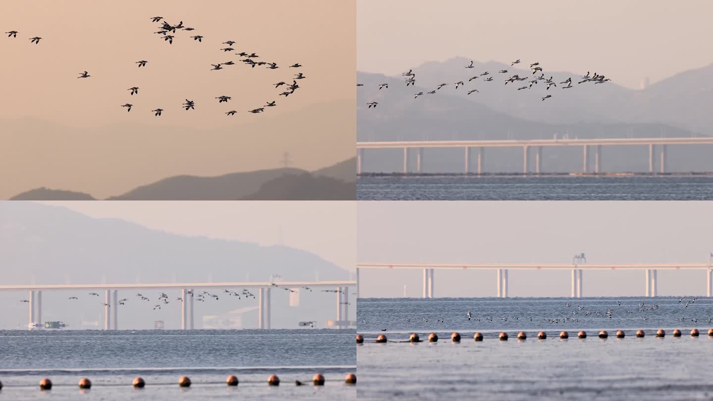 反嘴鹬群、鸟群在天空飞翔